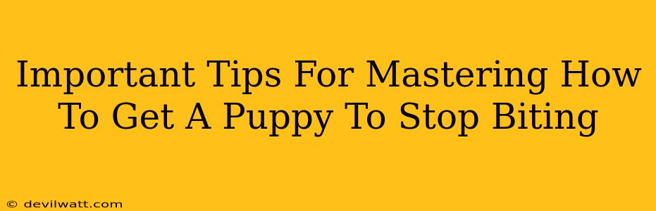 Important Tips For Mastering How To Get A Puppy To Stop Biting