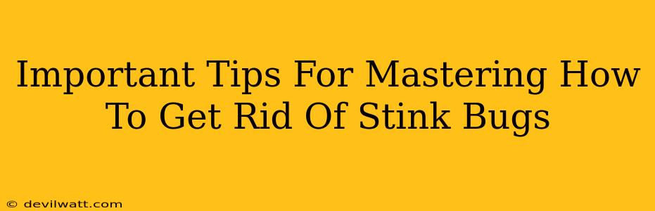 Important Tips For Mastering How To Get Rid Of Stink Bugs