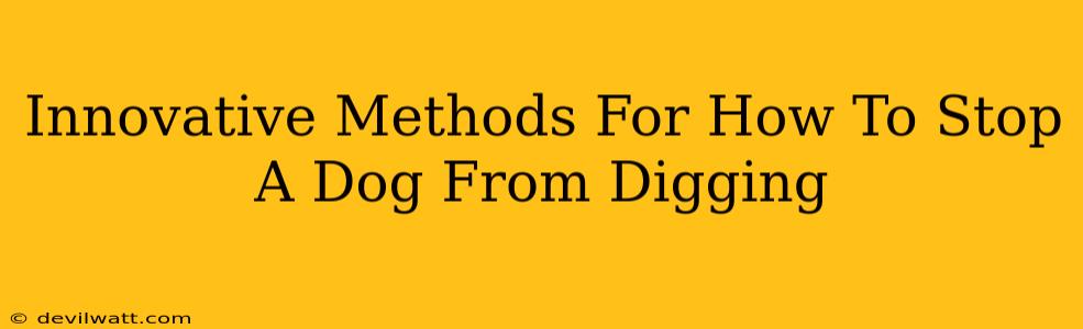 Innovative Methods For How To Stop A Dog From Digging