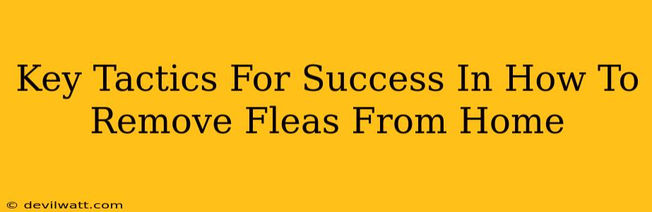 Key Tactics For Success In How To Remove Fleas From Home