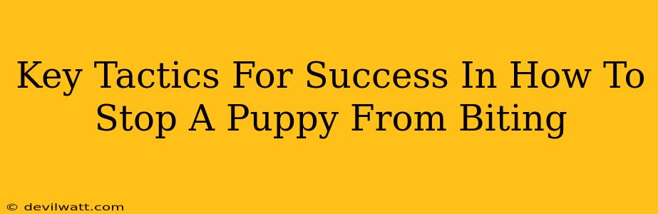 Key Tactics For Success In How To Stop A Puppy From Biting