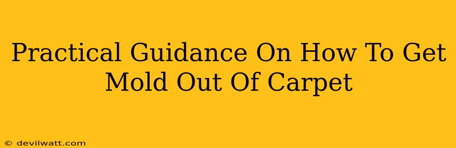 Practical Guidance On How To Get Mold Out Of Carpet