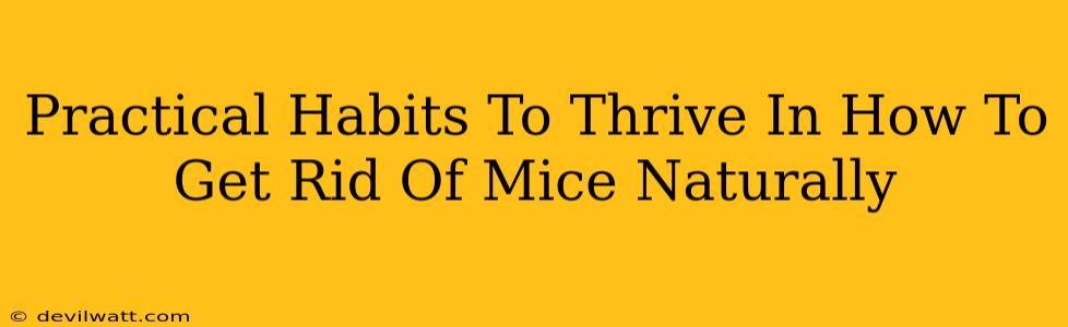 Practical Habits To Thrive In How To Get Rid Of Mice Naturally