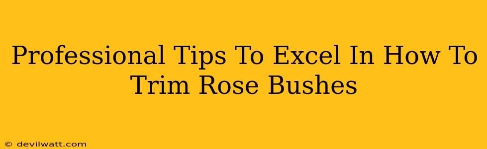 Professional Tips To Excel In How To Trim Rose Bushes