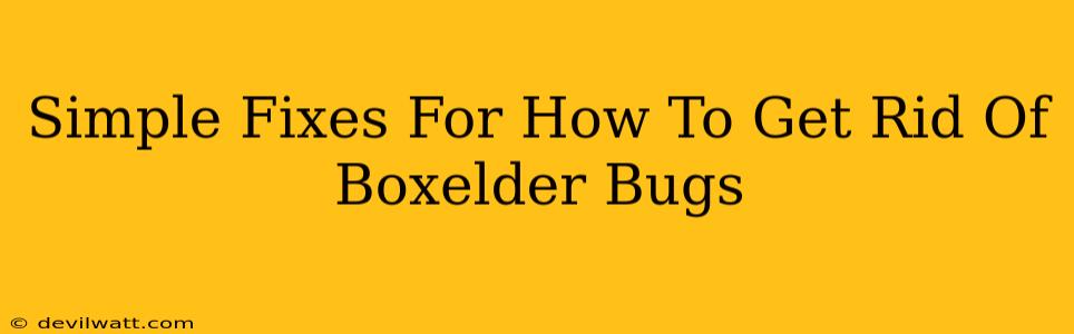 Simple Fixes For How To Get Rid Of Boxelder Bugs