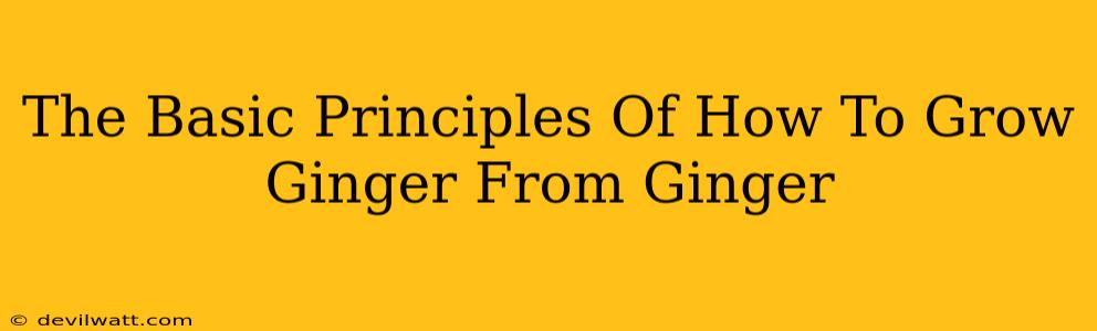 The Basic Principles Of How To Grow Ginger From Ginger