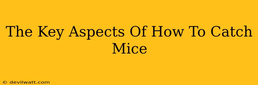 The Key Aspects Of How To Catch Mice