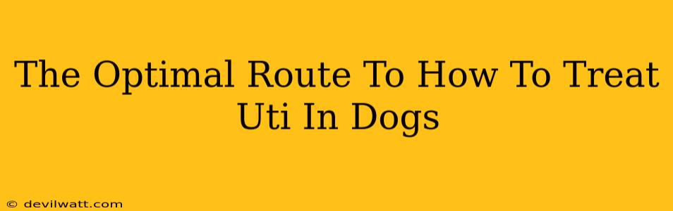 The Optimal Route To How To Treat Uti In Dogs