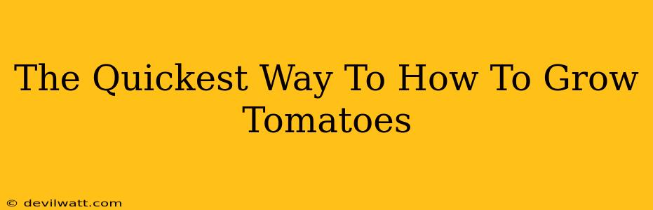 The Quickest Way To How To Grow Tomatoes