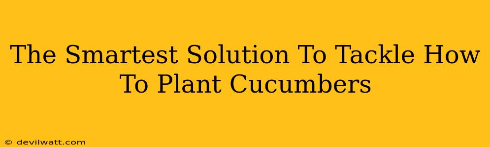 The Smartest Solution To Tackle How To Plant Cucumbers