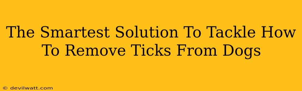 The Smartest Solution To Tackle How To Remove Ticks From Dogs