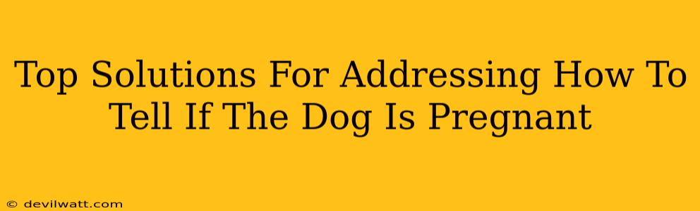 Top Solutions For Addressing How To Tell If The Dog Is Pregnant