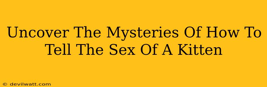 Uncover The Mysteries Of How To Tell The Sex Of A Kitten