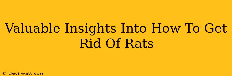 Valuable Insights Into How To Get Rid Of Rats